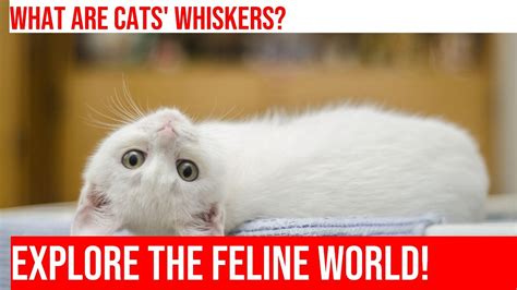 The Extraordinary Magic of Cat Whiskers: How They Can Influence Luck and Fortune